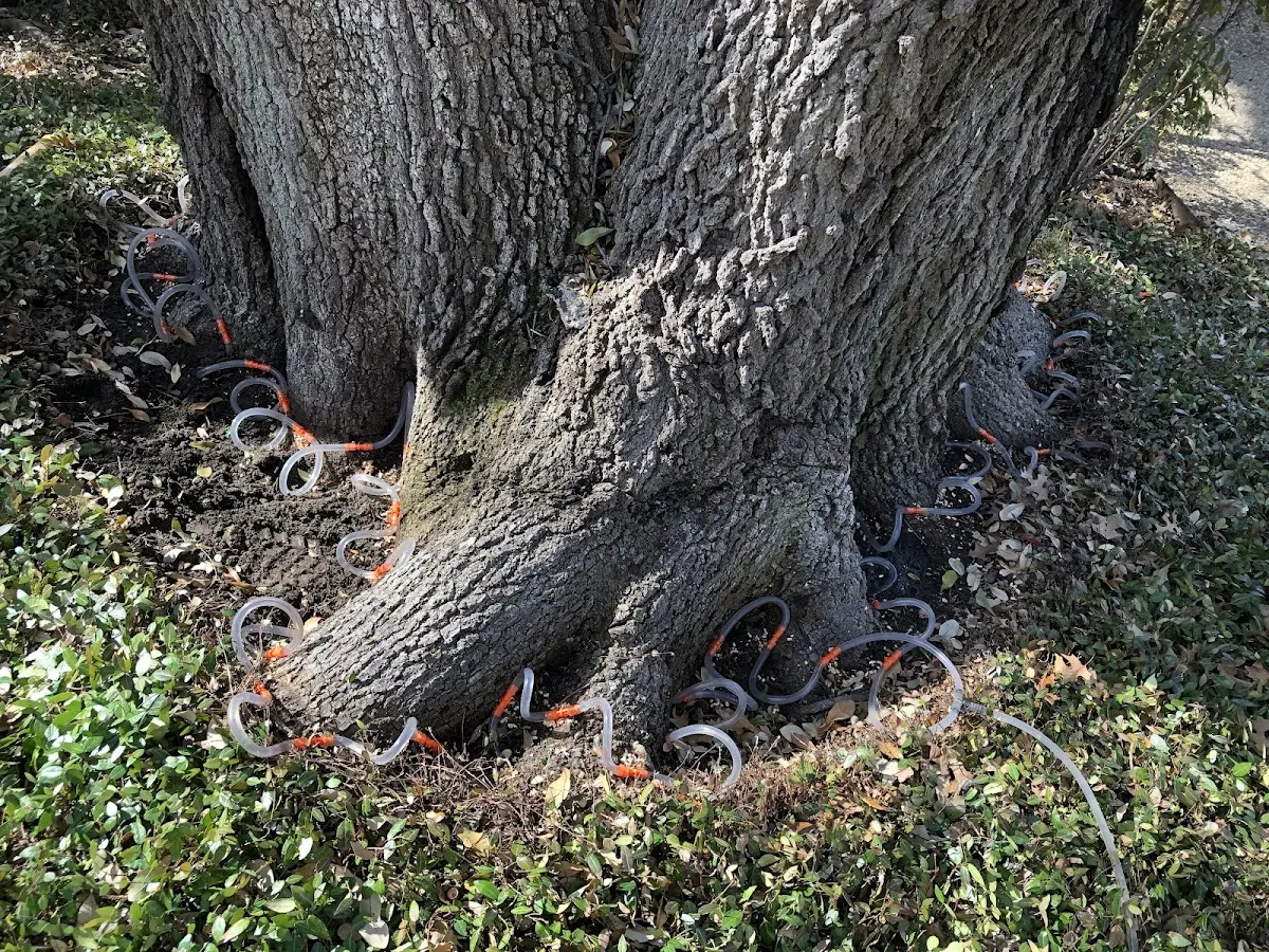 Detailed Tree Cabling and Bracing job site in Ouaquaga