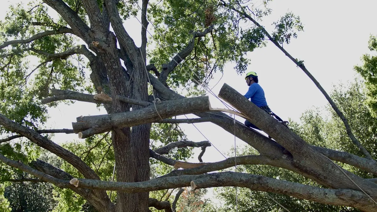 Professional Crown Thinning performed by certified arborists in Ouaquaga