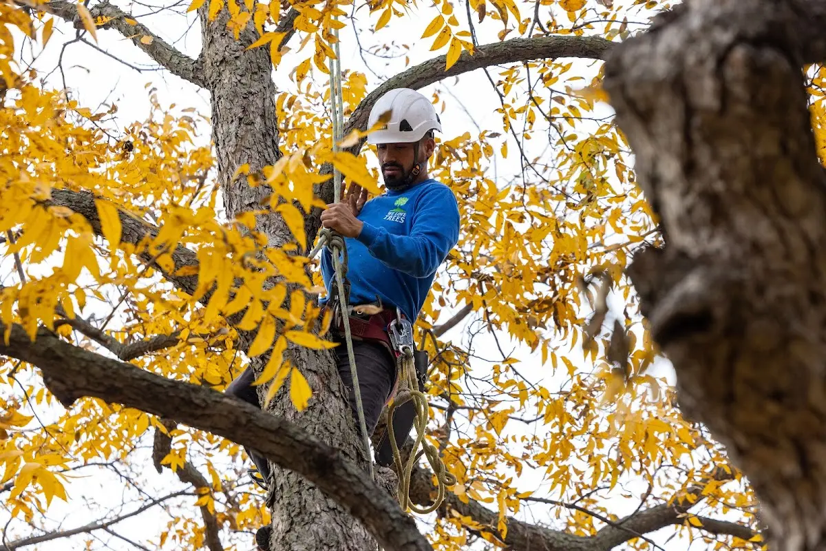 Skilled Tree Trimming crew working in Ouaquaga